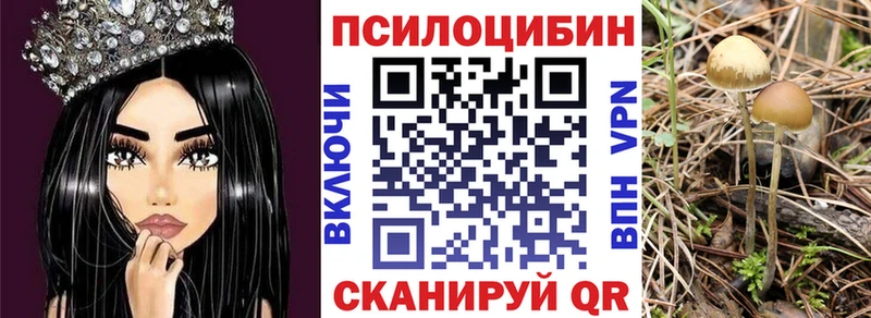 Псилоцибиновые грибы Psilocybe  Кизилюрт 